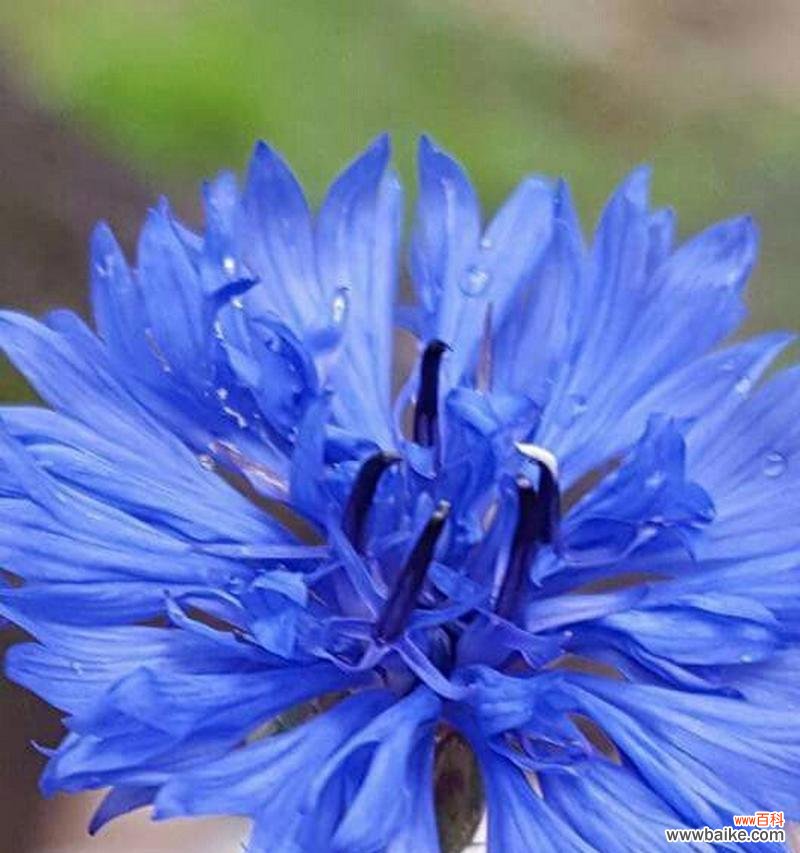 蓝色心情花语有何寓意？表达怎样的情感？