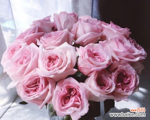 选择适合友谊的花束,传递真挚情谊 以代表友谊的花送什么?