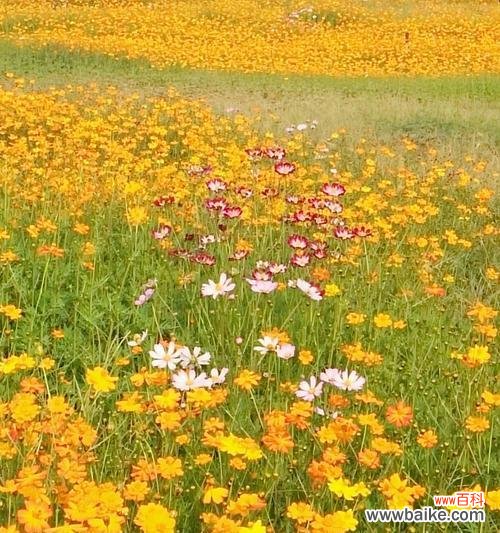 揭秘友谊花的文化内涵和神奇力量 友谊花的象征与意义