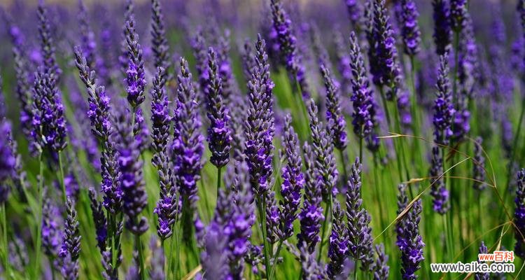 探索友谊之花的世界，感受友谊的温暖 友谊之花