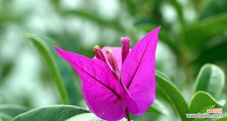 探索友谊之花的世界，感受友谊的温暖 友谊之花