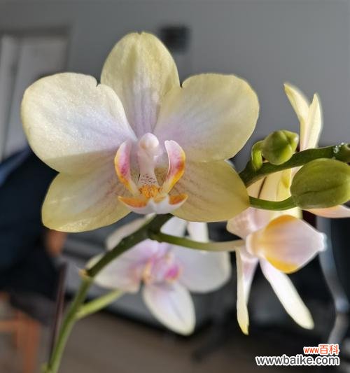 探寻友情花园，感受花开之美 友情花开芳香四溢