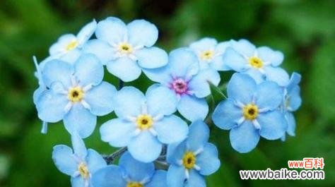 探寻友情花园，感受花开之美 友情花开芳香四溢