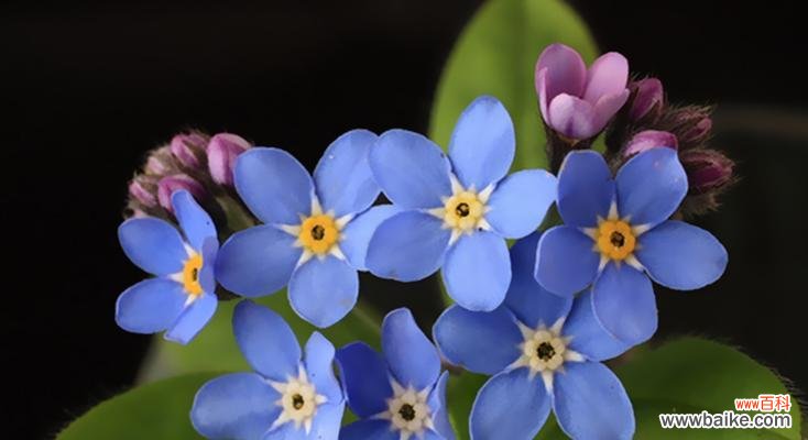 探寻友情花园，感受花开之美 友情花开芳香四溢