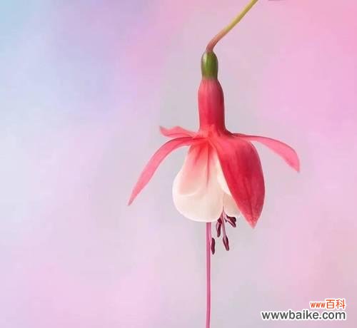 探寻倒挂金钟花的意义与象征,感受生命的坚韧与美丽 倒挂金钟花语