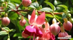 探寻倒挂金钟花的意义与象征，感受生命的坚韧与美丽 倒挂金钟花语