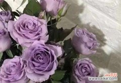表达祝福的一束淡紫色玫瑰，舞动爱情的浪漫与温柔 淡紫色玫瑰花语——寄托浪漫与祝福