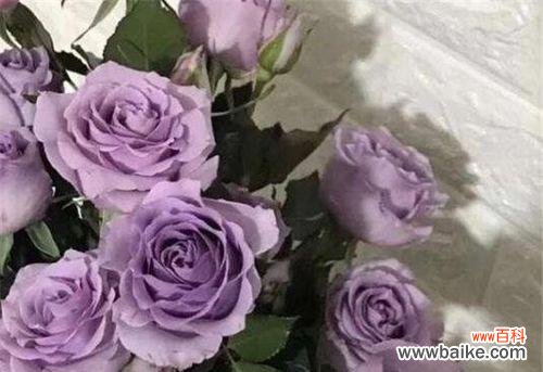表达祝福的一束淡紫色玫瑰，舞动爱情的浪漫与温柔 淡紫色玫瑰花语——寄托浪漫与祝福