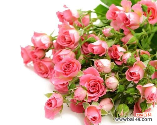表达温柔与爱意的花朵 淡粉色玫瑰的花语