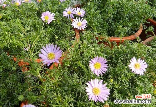 探索花朵独自绽放的内涵与魅力 解读以单生花的意义与象征