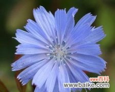 探索花朵独自绽放的内涵与魅力 解读以单生花的意义与象征