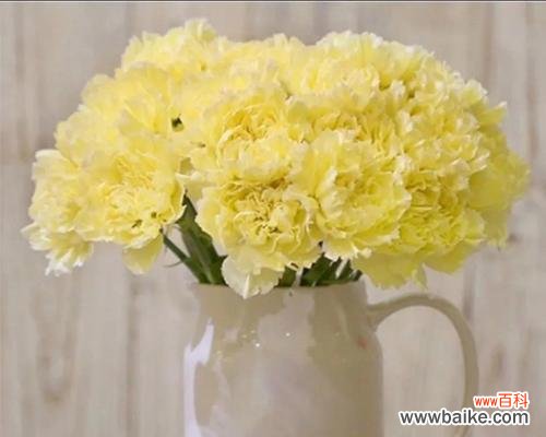 以花语花为信使，开启真挚友谊的大门 花开友谊