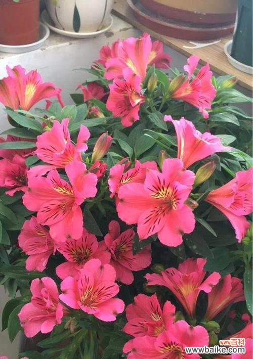 以代表友谊的花为主题的文章 友谊的花开放