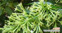 解读待霄草的花语，传递生命的力量与美丽 待霄草花语