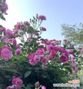 自负自恋尊敬的代表花，郁金香 探寻自负自恋尊敬的花——郁金香