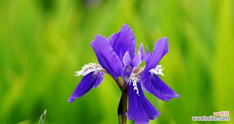 以代表友谊长久的花为主题的探索与赞美 友谊长久的花盛开