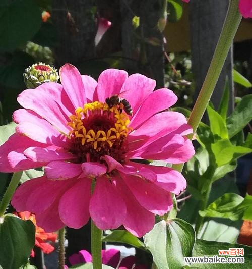 以代表友谊的花品种及象征意义 友谊长存，花开不败