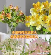 以代表友谊的花品种及象征意义 友谊长存，花开不败