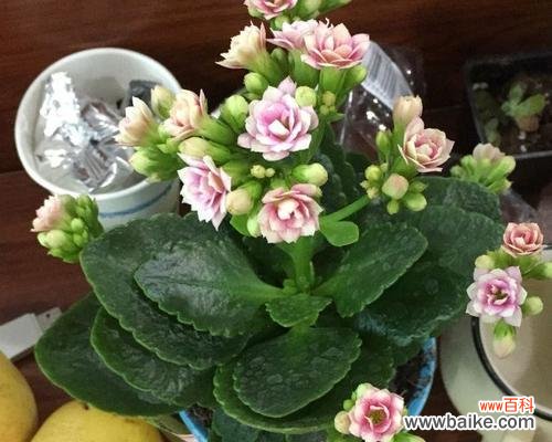 从水果到象征——探究单果背后的含义 以单果代表意思