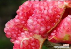 从水果到象征——探究单果背后的含义 以单果代表意思