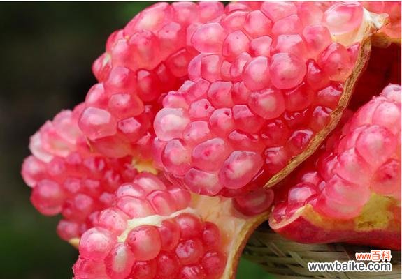 从水果到象征——探究单果背后的含义 以单果代表意思