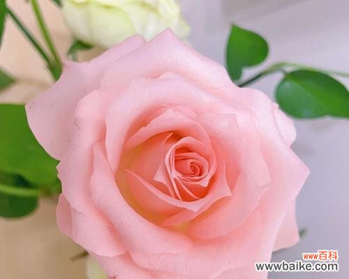 以戴安娜玫瑰的寓意探索爱与勇气的力量 戴安娜玫瑰