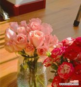 以戴安娜玫瑰的寓意探索爱与勇气的力量 戴安娜玫瑰