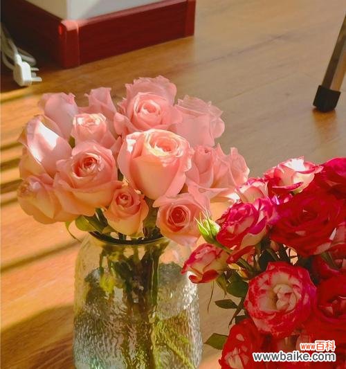 以戴安娜玫瑰的寓意探索爱与勇气的力量 戴安娜玫瑰