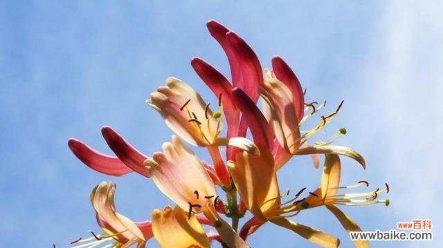 深情之花和爱情传说 象征忠贞爱情的植物