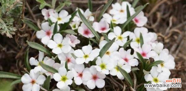 探寻植物王国中令人感动的爱情故事 植物中的至死不渝爱情