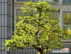 揭示植物世界中的仁爱与助人 植物的力量