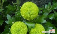 以象征着默默付出的植物为主题的探索 植物世界的默默付出