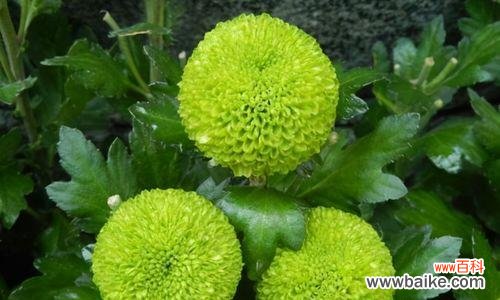 以象征着默默付出的植物为主题的探索 植物世界的默默付出