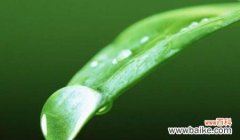 探索植物世界中自律的奇妙力量 植物中象征自律的品种及其意义