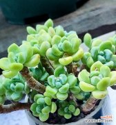 探索自信的花朵和树木 以象征自信的植物为主题的文章