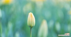 自然之灵 自由自在的植物世界