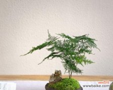 从自然中汲取内心的平和与安宁 禅意植物