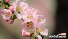 探寻杏花的神秘魅力 杏花花语与其代表意义
