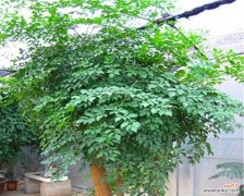 唤醒幸福 幸福树