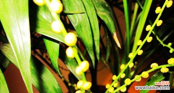 探索袖珍椰子的花语和寓意 以袖珍椰子的花语——小小植物传递的大大爱意