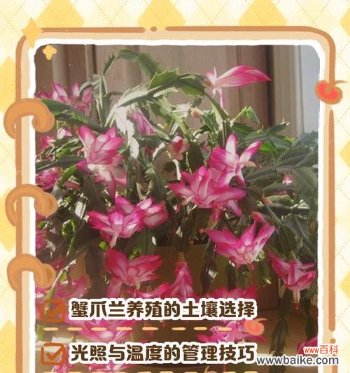 蟹爪兰花语有何特别之处?它在植物界中代表了什么?