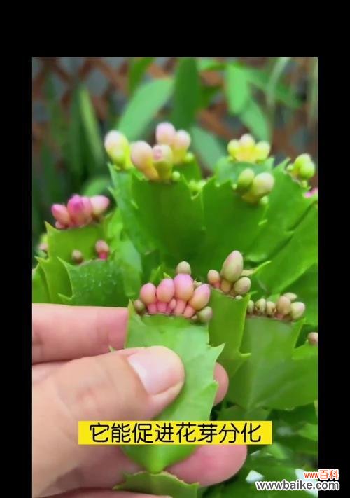 蟹爪兰花语有何特别之处?它在植物界中代表了什么?