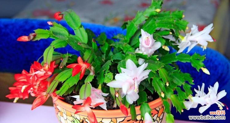 蟹爪兰花语有何特别之处?它在植物界中代表了什么?