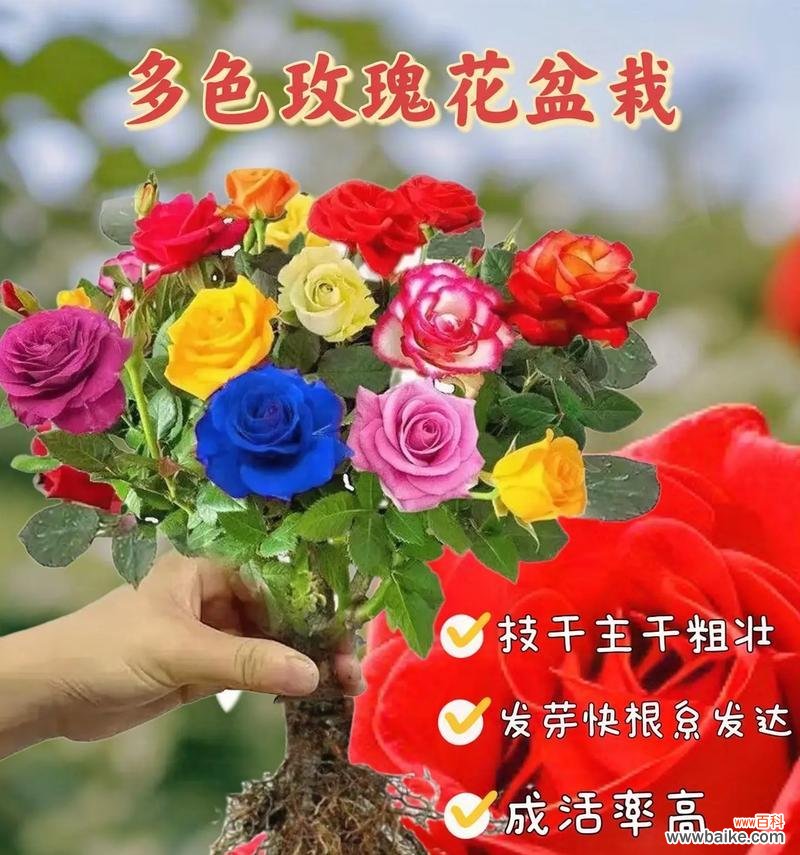 真玫瑰的花语有哪些深层含义?