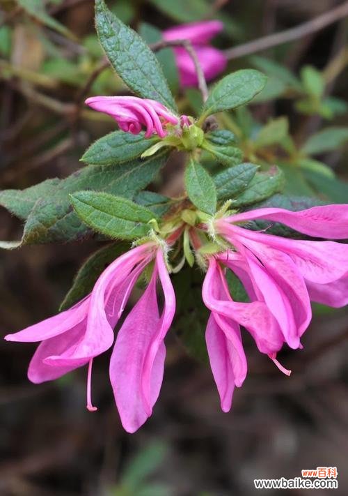 湖北海棠有什么花语?湖北海棠的花语代表了哪些情感?