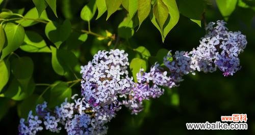 丁香花的花语与象征意义,以及与爱情和回忆的关联 丁香花的代表意义——爱的永恒与记忆