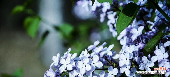 丁香花的花语与象征意义,以及与爱情和回忆的关联 丁香花的代表意义——爱的永恒与记忆