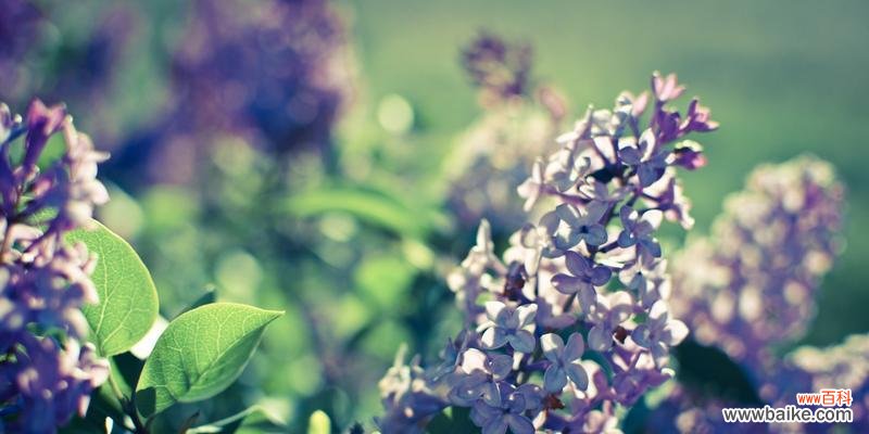 用花语传递爱的真谛 丁香花语之美