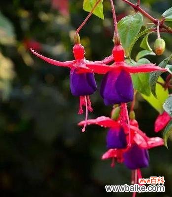 探寻倒挂金钟的花语和养殖技巧 倒挂金钟