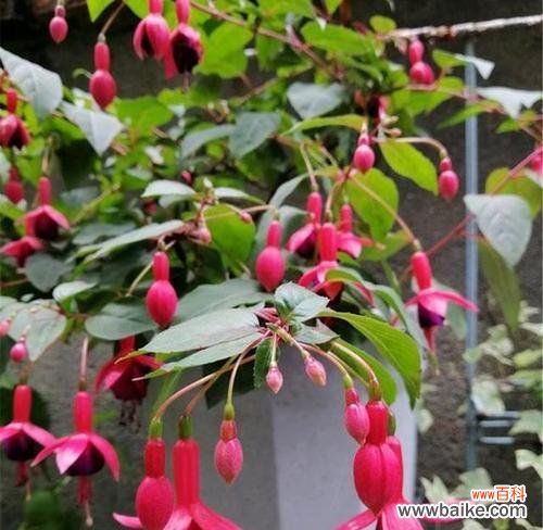 探寻倒挂金钟的花语和养殖技巧 倒挂金钟